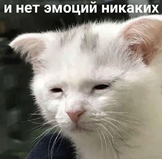 Sticker кошкой по голове https://vk.com/kishikosh - 2