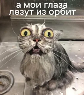 Sticker кошкой по голове https://vk.com/kishikosh - 6