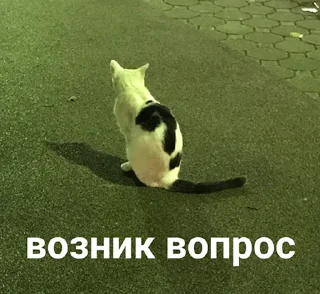 Sticker кошкой по голове https://vk.com/kishikosh - 10