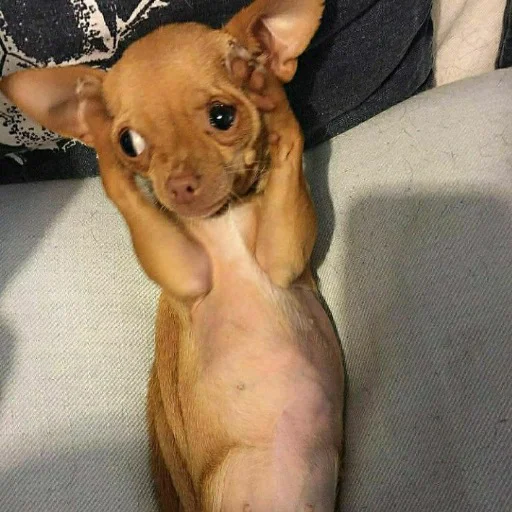 Sticker Kossherhayemmd - 1