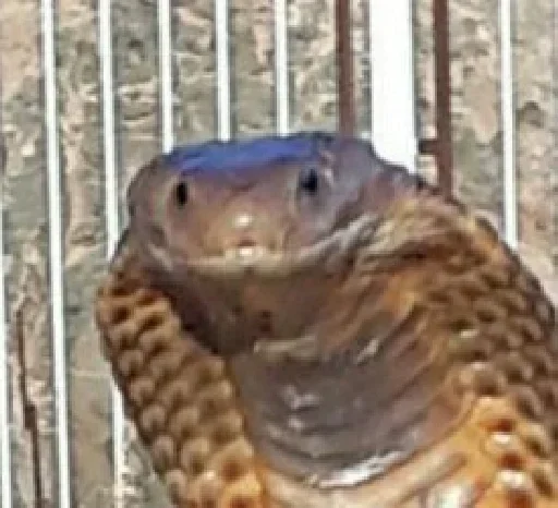 Sticker Kossherhayemmd - 1