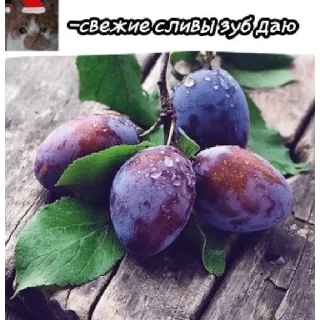 Sticker Kostya_Furri - 3