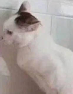 Стикер ЗайкаХозяйка - 6