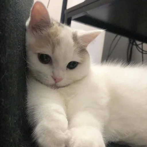 животное млекопитающее домашняя кошка