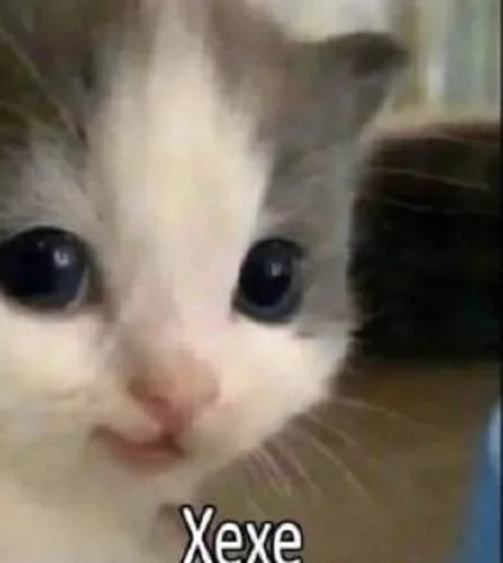 млекопитающее животное кошка