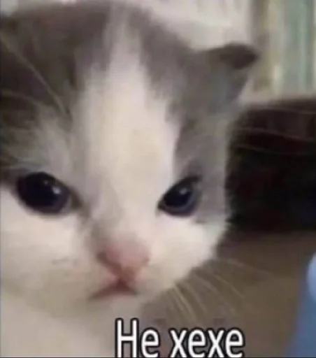 млекопитающее животное кошка