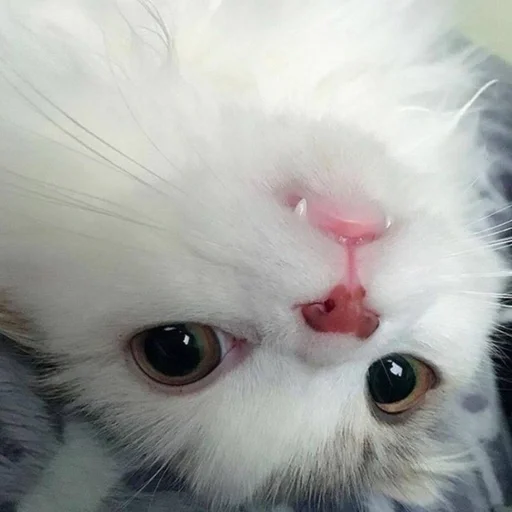 животное млекопитающее кошка