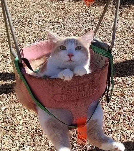 животное на открытом воздухе млекопитающее