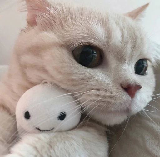 млекопитающее животное кошка