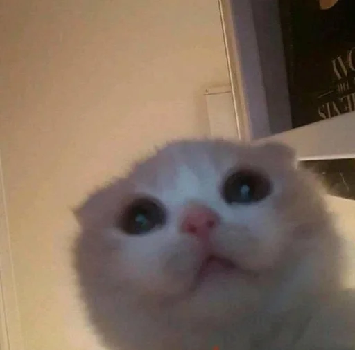 млекопитающее животное домашняя кошка