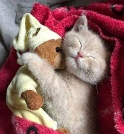 мех комнатный кошки малого и среднего размера