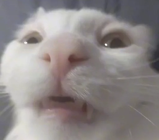 млекопитающее животное кошка