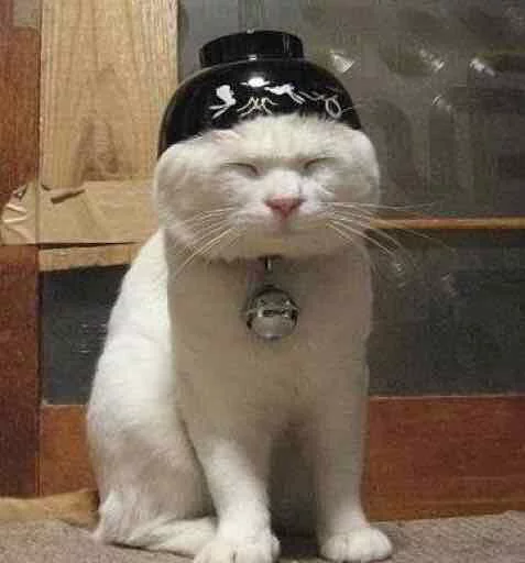 indoor small to medium-sized cats felidae