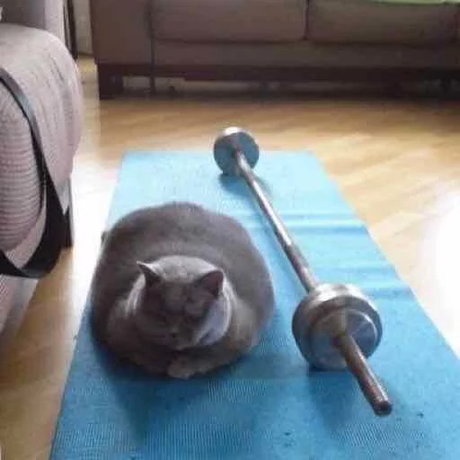 кошка этаж комнатный