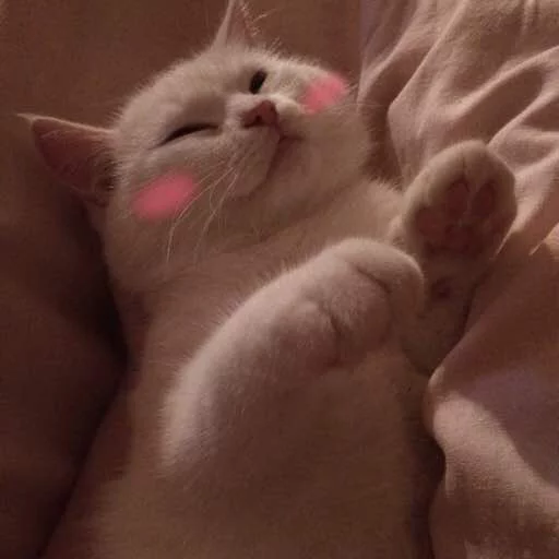 млекопитающее кошка животное