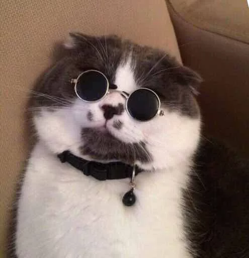 animal small to medium-sized cats kitten