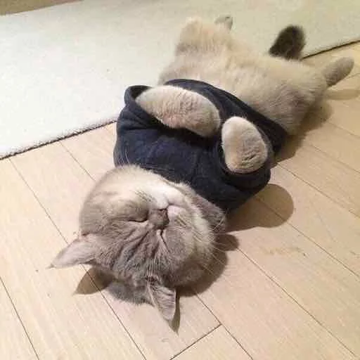 кошки малого и среднего размера этаж кошачьи