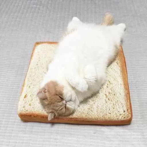 кошка животное кошачьи