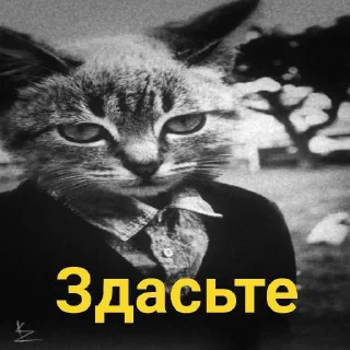 Стикер Ромка кот - 0