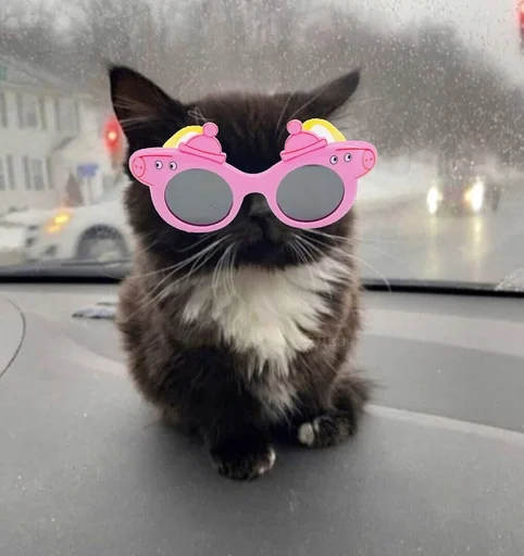 Чмоня :: @fStikBot - животное