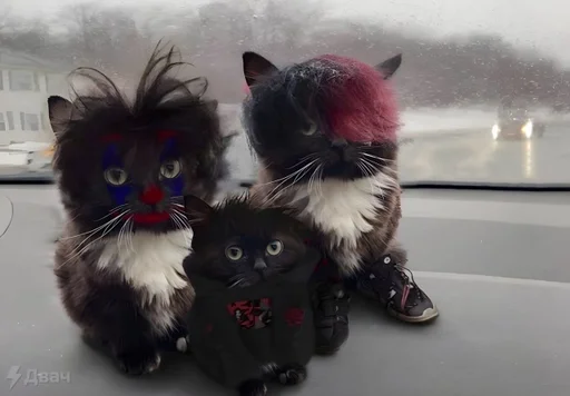 кошки малого и среднего размера котёнок мех