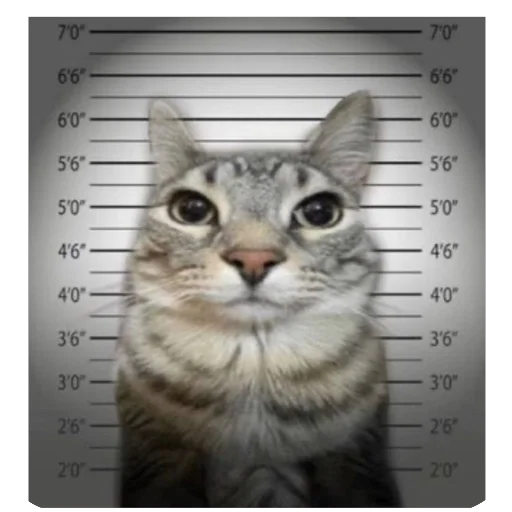 Sticker KotTupoj - 1