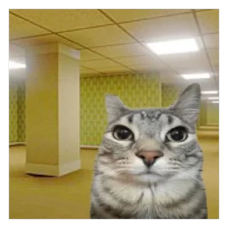 Sticker Кот тупой - 4