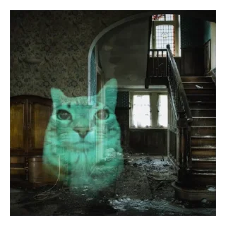 Sticker Кот тупой - 10