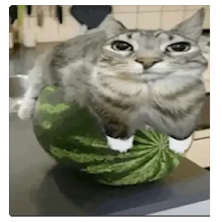 Sticker Кот тупой - 2