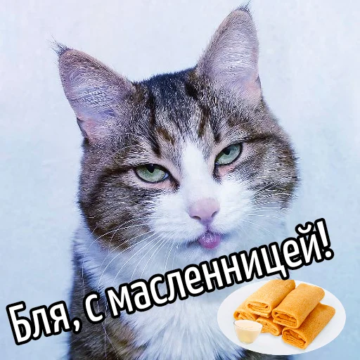 small to medium-sized cats animal mammal