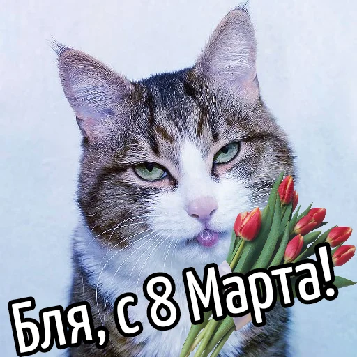 Кот "Бля"  @GIFSTIKI 🥳 - mammal