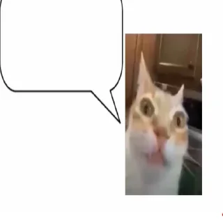 Стикер Кот Нормас - 11