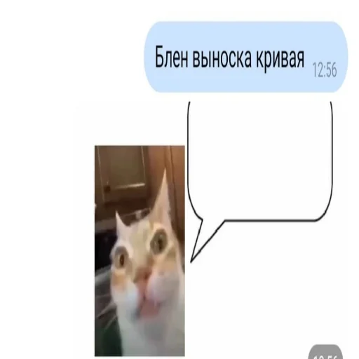 Кот Нормас - 