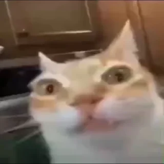 Стикер Кот Нормас - 0