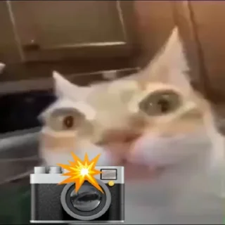 Стикер Кот Нормас - 8