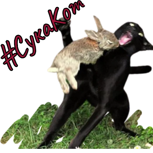 Кот - млекопитающее