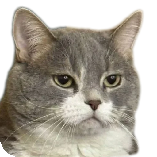 Стикер KoteSbor - 1