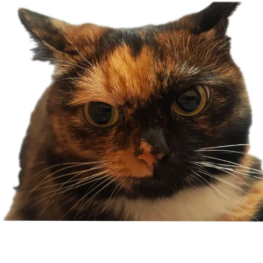 Стикер KoteSbor - 1