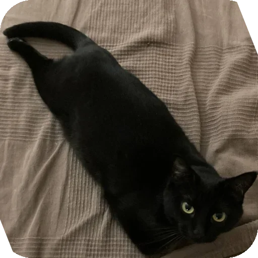 Sticker KoteSbor - 1