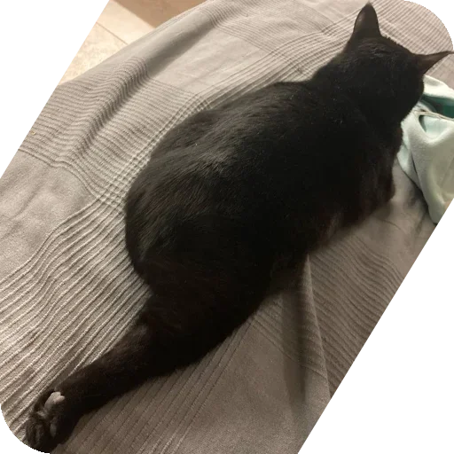 Sticker KoteSbor - 1