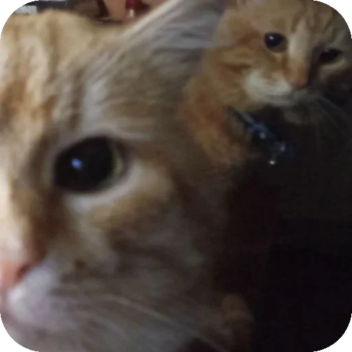 Sticker KoteSbor - 1