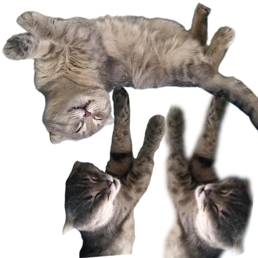 Стикер KoteSbor - 1