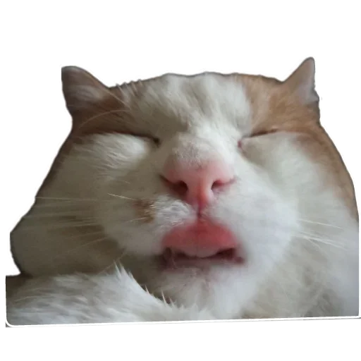 Стикер KoteSbor - 1