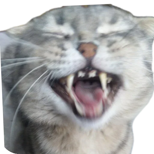 Sticker KoteSbor - 1