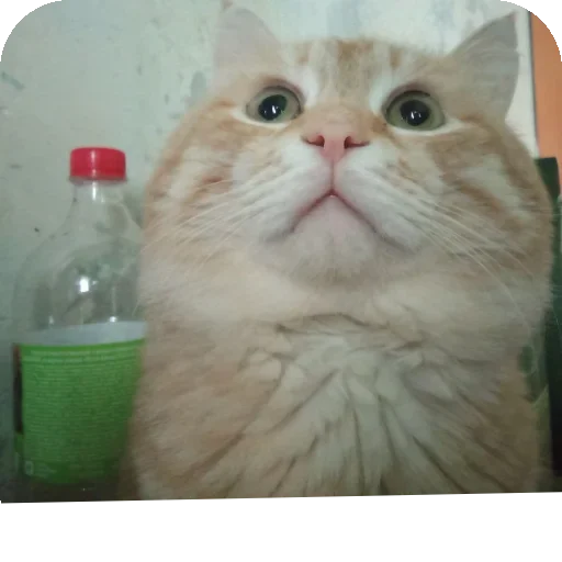 Sticker KoteSbor - 1