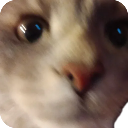 Стикер KoteSbor - 1