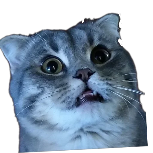 Sticker KoteSbor - 1