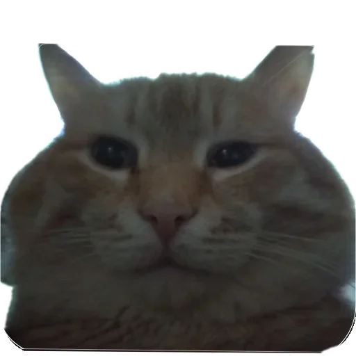 Стикер KoteSbor - 1