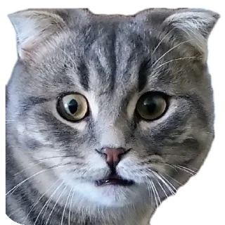 Sticker Котэ @SbornikStickers - 0