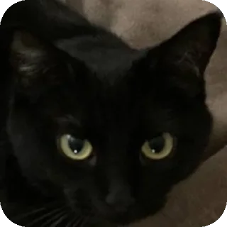 Sticker Котэ @SbornikStickers - 9